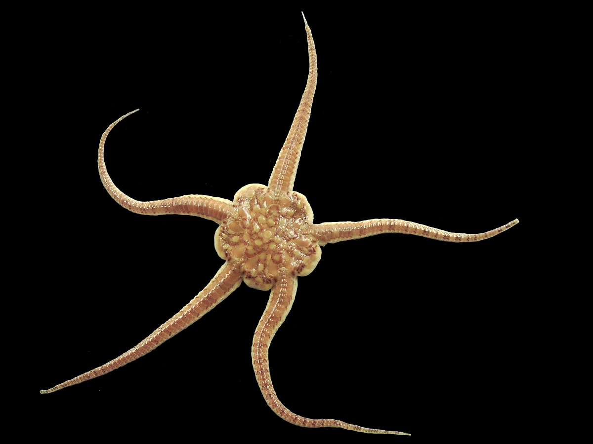 Brittle Stars