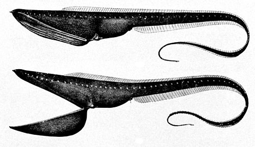Pelican Eel