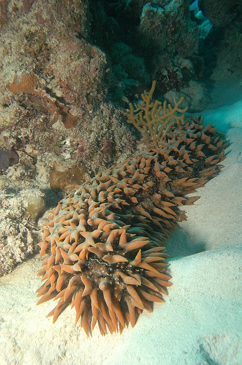 Sea Cucumbers