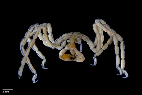 Deep Sea Spider