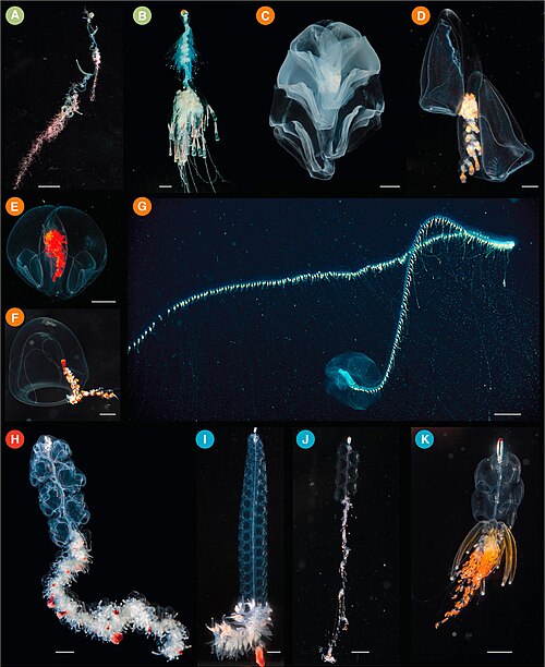 Siphonophore